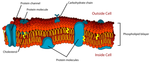 resource-phospholipids-functions-and-analysis.png