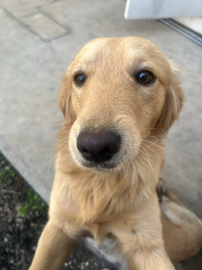 Paws of War Bravo 3.jpg