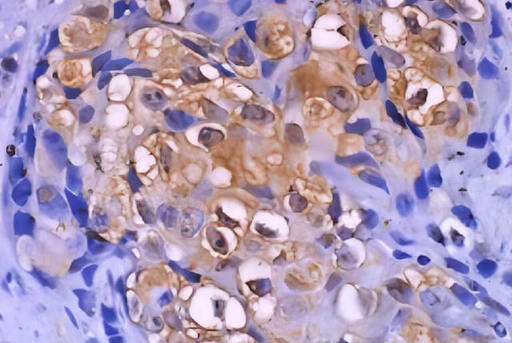 DS IHC Kits.jpg